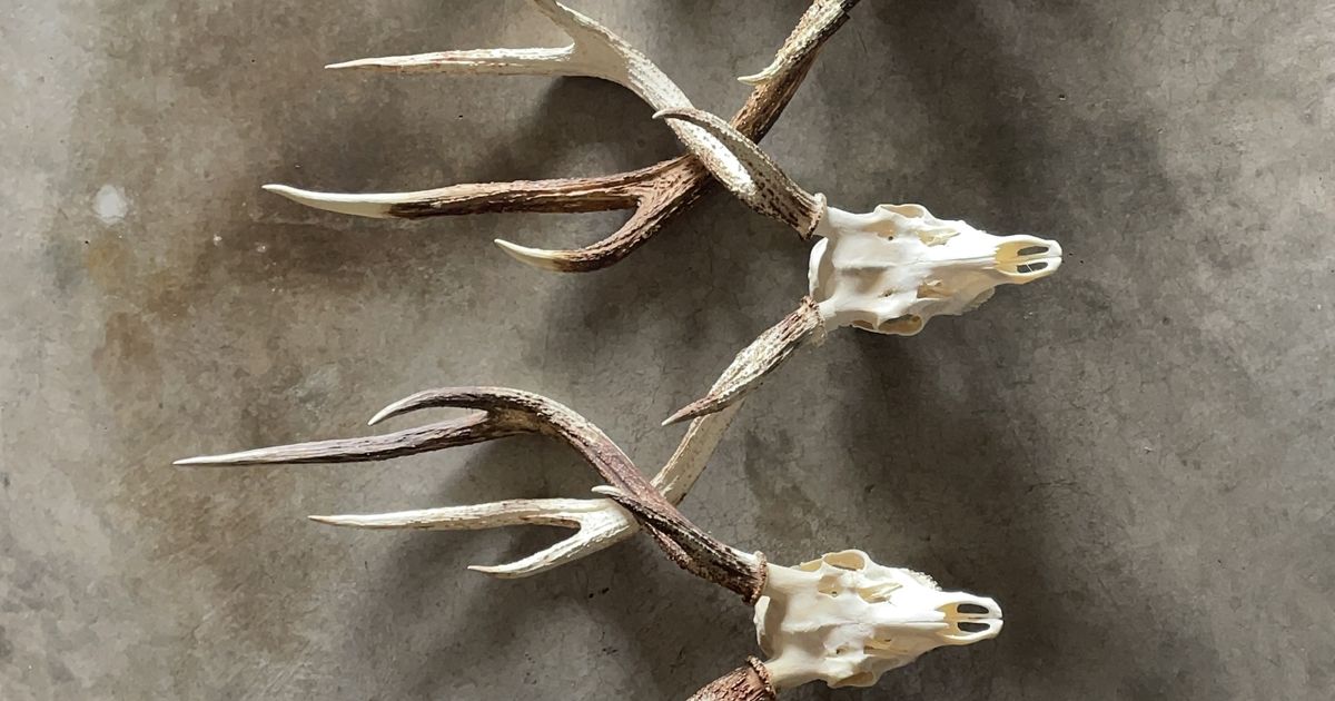 Deer Antlers
