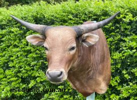 Banteng bull trophy. pickup in Sydney or buyer to pay postage