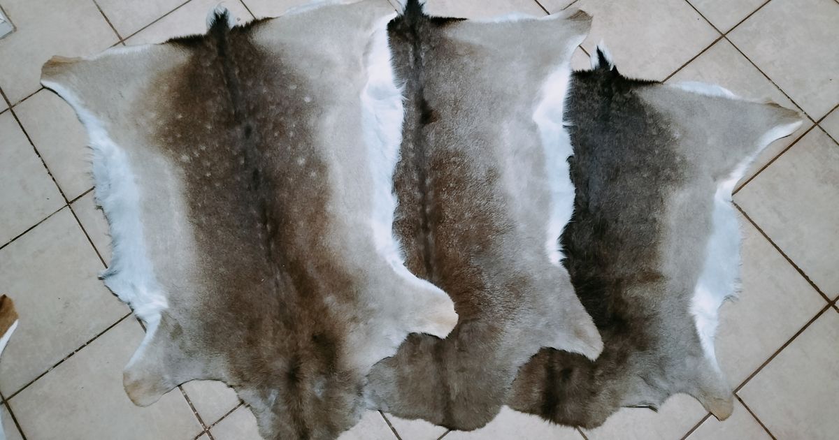 fallow deer skin