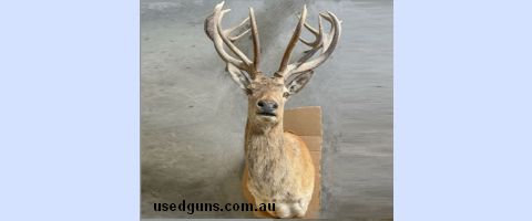 Red deer stag taxidermy shoulder mount. The mount has never been hung and in as new/pristine condition. The packing is still attached to the mount. Item current