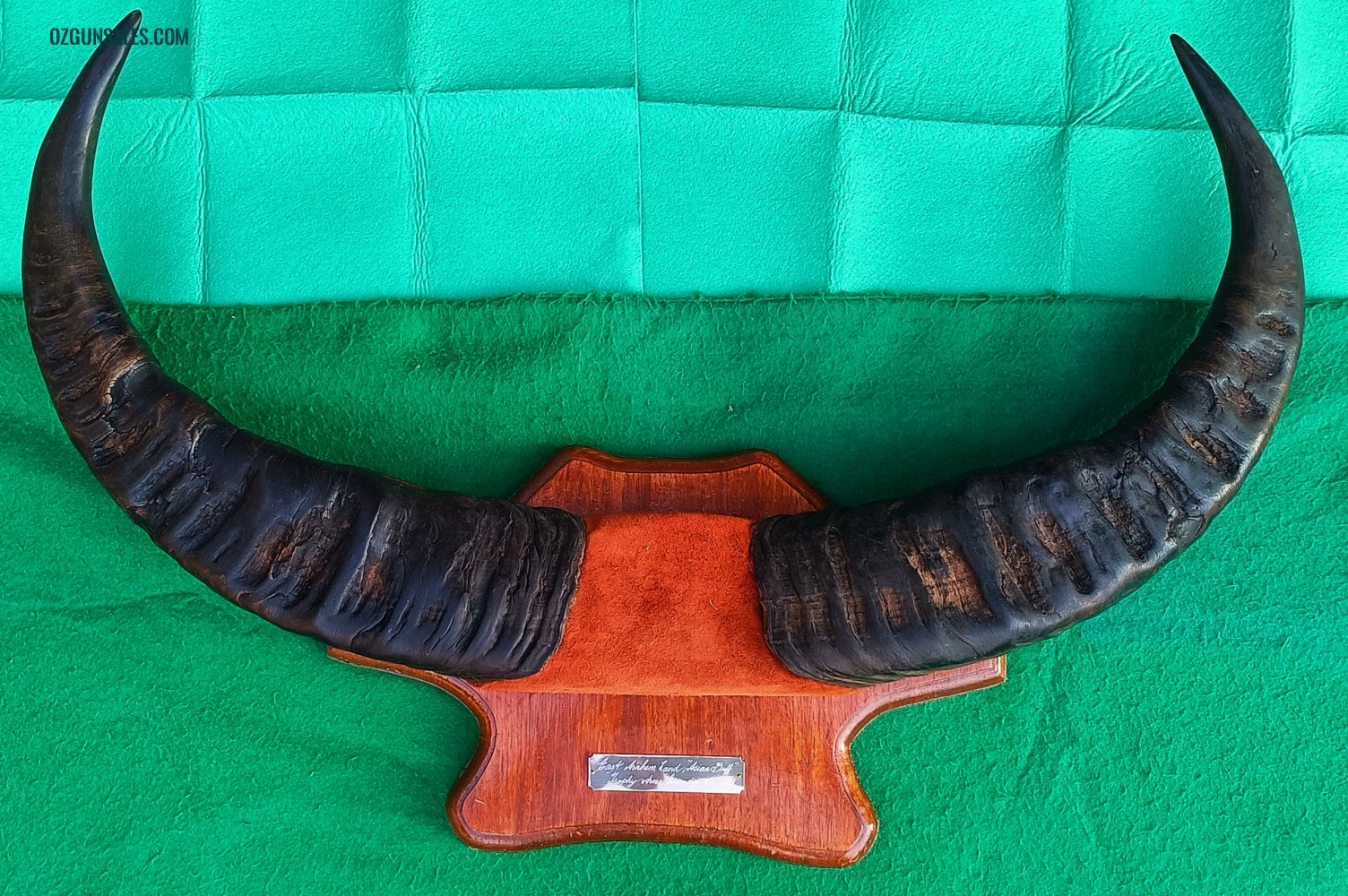 Arnhem Land Buffalo Horns