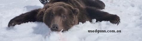 Kamchatka brown bear full skin tanned. 7 feet and comes with CITIES. Ready for floor rug or full body mount. Big dollars to hunt and very rare to find for sale 