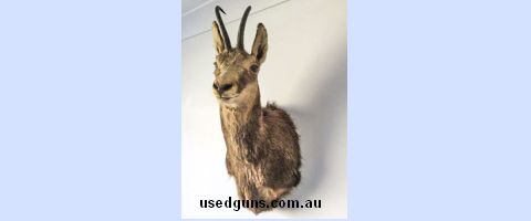 Chamois head mount in excellent condition, but need to move on. This was taken by a family member in the 1990,s Taxidermist is not known. Pick up only from Cabo
