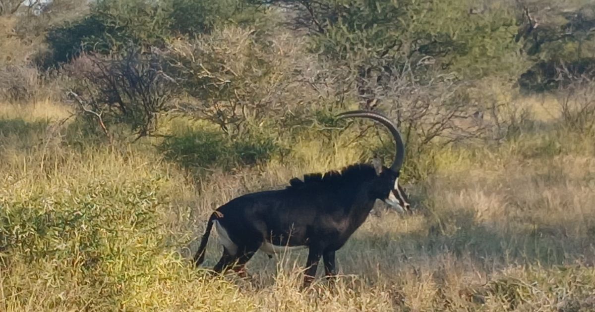 Africa hunting
